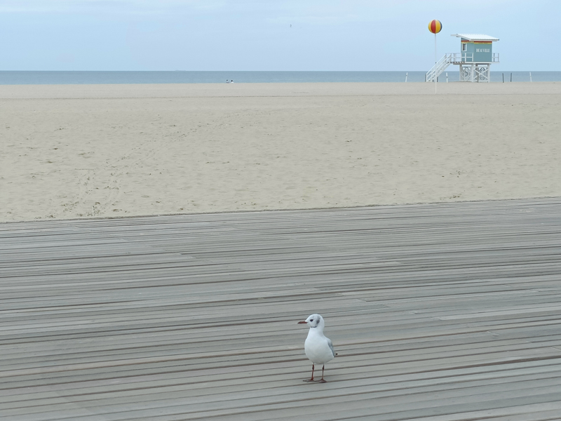 FILLMA deauville 2022 starlette