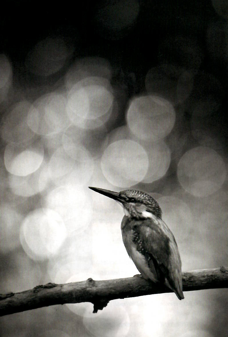 Photo animalière noir et blanc